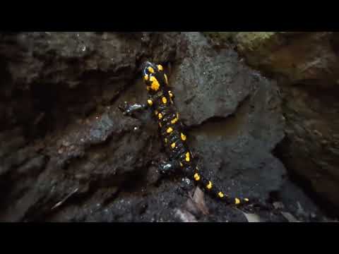 Herping in Prague - Fire Salamander, mlok skvrnitý (Salamandra salamandra), 6. září 2025 v Praze.