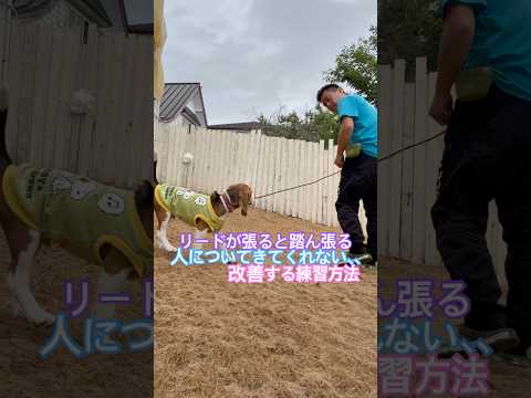 リードが張ると踏ん張って歩いてくれない、、そんな時の効果的な練習方法♪ #ドッグトレーニング #犬のしつけ #犬のいる生活