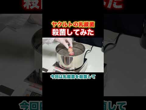 ヤクルトの乳酸菌を殺菌して無菌にしてみた!【Part①】