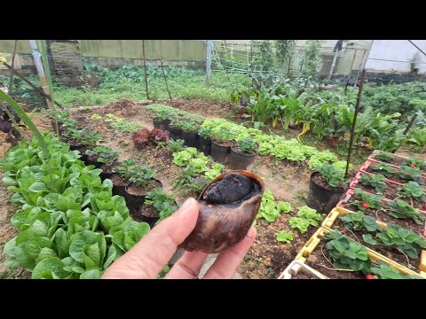 Dâu Tây chín rộ sau mưa, phát hiện ốc ma đang cắn phá rau.