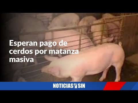 Esperan pago de cerdos por matanza masiva