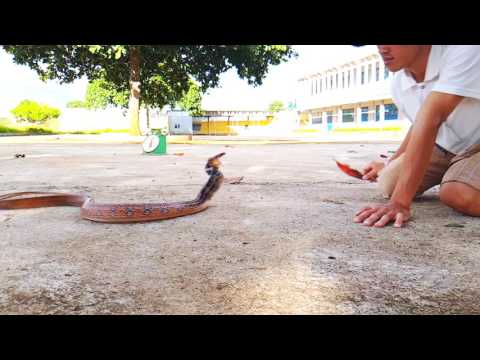 Cận cảnh rắn hổ ngựa (review the radiated rat snakes)
