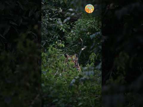 Piercing gaze of the tiger—nature's fiercest hunter revealed through its sharp eyes #tigers #shorts