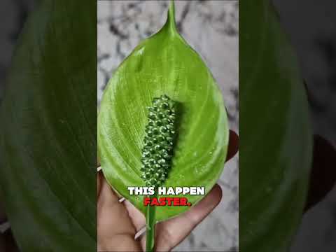 Why Peace Lily Flowers Turn Green?