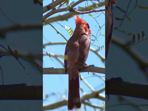 Northern cardinal in my Arizona backyard