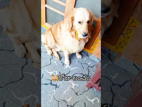 లంచం లేకుండా ఏది🐕చేయడు😂😂🤣/#funnydog #entertaininganimals #pets