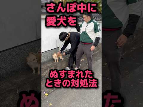 さんぽ中に愛犬をぬすまれた時の対処法🐕#shorts