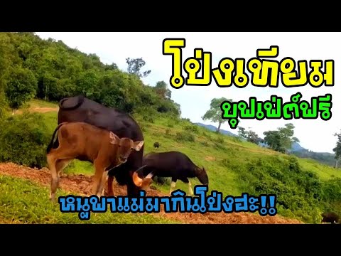 หายเหนื่อย!!โป่งเทียมกับแขกผู้ หายเหนื่อย!!โป่งเทียมกับแขกผู้