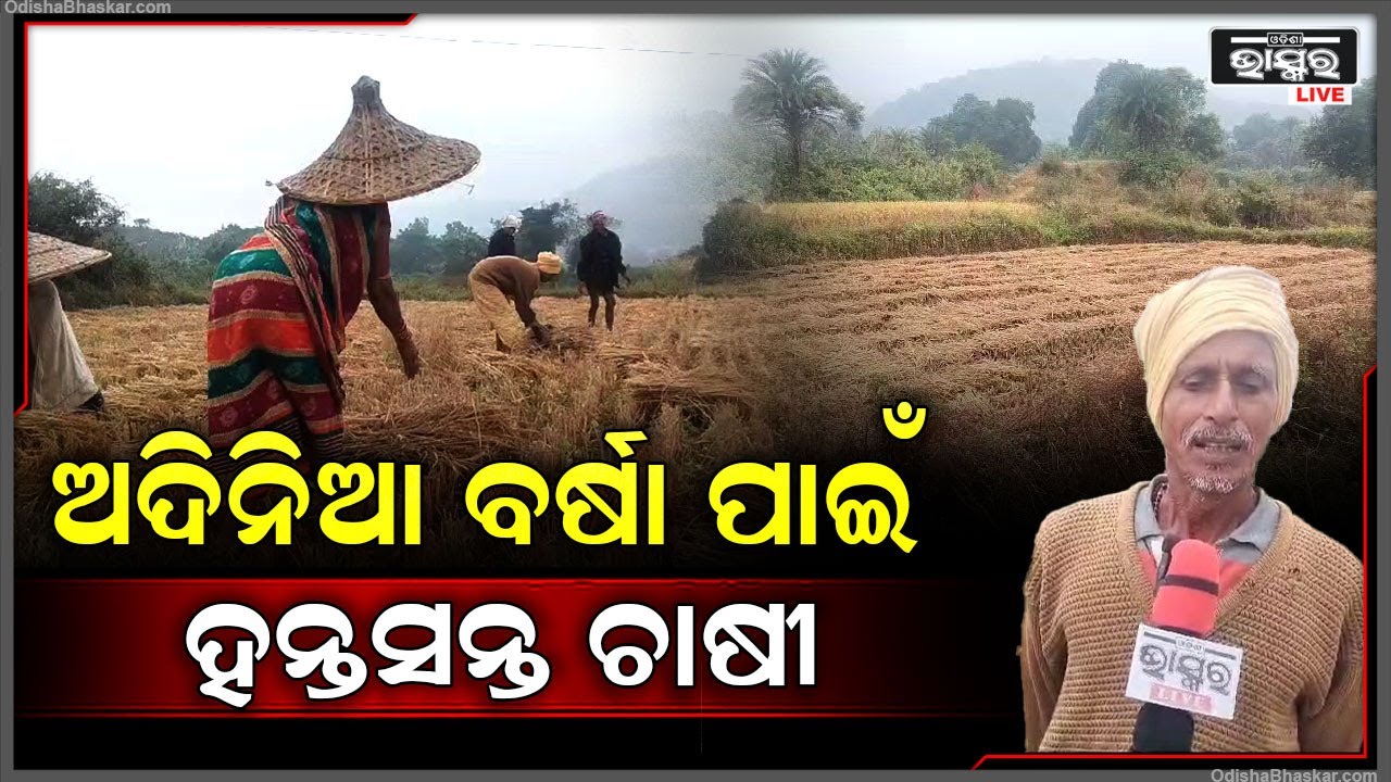 ବିଲରେ ପଡ଼ିରହିଛି ଧାନ.. ଅଦିନିଆ ବର୍ଷା ପାଇଁ ମୁଣ୍ଡରେ ହାତ ଦେଲେ ଚାଷୀ..
