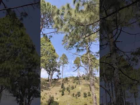 #travelvlog #nature #uttarakhanddiaries #uttarakhand #shorts