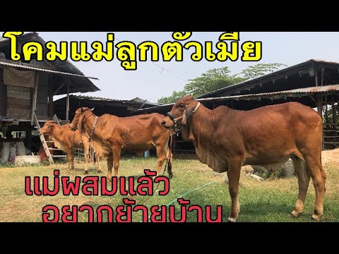 โคมแม่ลูกเมีย-แม่ผสมแล้ว-อยากย โคมแม่ลูกเมีย-แม่ผสมแล้ว-อยากย