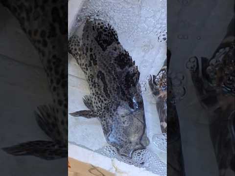 Giant Grouper/Benjie Gonzales tv