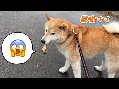 ひな祭り女子より野生に戻りたい柴犬みかんが悪い顔しています