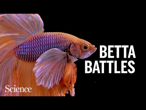 What makes fighting fish so feisty?