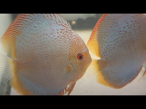 Unboxing Discus Fish 🎙️ New to streaming or looking to level up? Check out StreamYard and get $10 discount! 😍 htt