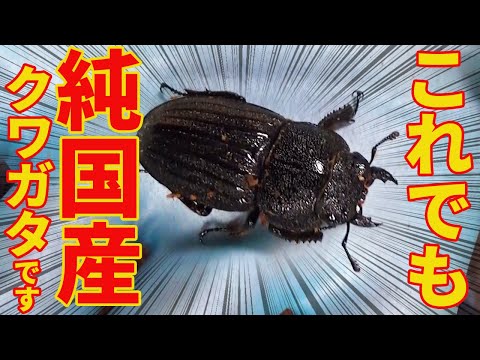 【未確認】スジブトヒラタクワガタ