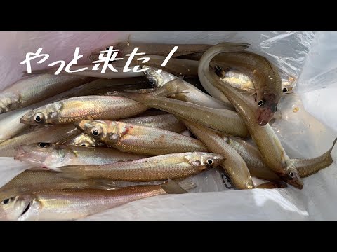 お手軽に楽しめるシーズン開幕のキス釣り！今年はどんな調子？＠釣りに行こうか
