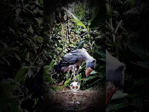 bird crazy scream ☠️ #edit #shorts