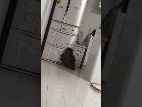 【フクロウ】こんなところに❗️ #shorts