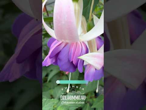 ✨ Fuchsia ‘Blue Sarah’ : L’hybride bleu intense qui sublime votre jardin !