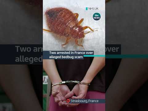 Two arrested in France over alleged bedbug scam