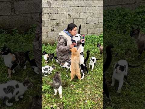 The cats' welcome is the best thing we receive every day #cat #kitten #catrescue #viral2026