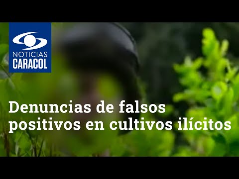 Denuncias de falsos positivos en cultivos ilícitos son “resultado de incentivos perversos”: expertos