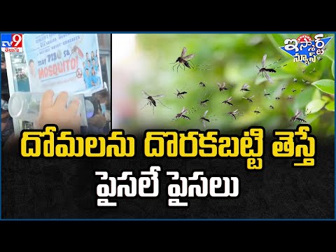 iSmart News : దోమలను దొరకబట్టి తెస్తే పైసలే పైసలు -TV9