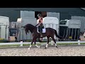 Dressage horse Finette, 12 jarige prachtige merrie te koop (Gribaldi x San Remo)