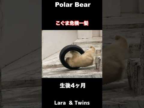 【こぐま危機一髪】突然転がり出したタイヤと双子のホッキョクグマ #Polarbear #shorts