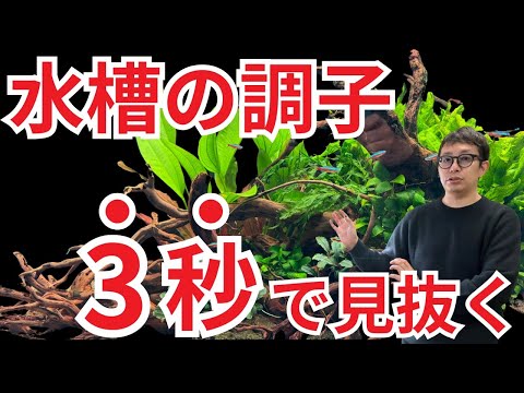 【ここ見るだけ】　水槽の調子を 
