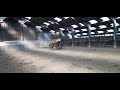 Show jumping horse 2 hengstveulens Defender VDL Z | Komme Casall TN