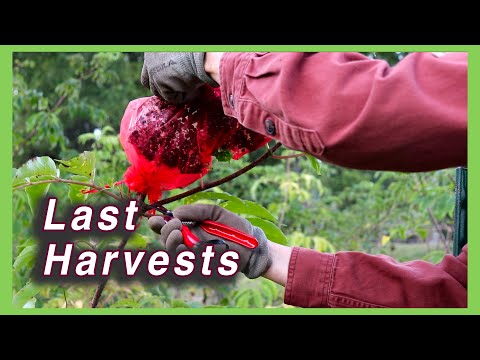 Cool Morning Last Harvests