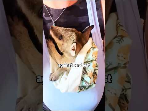 Human-Mama’s Baby Roo!​​ 🦘🍼👩‍👧💖 #animals #rescue #kangaroo #shorts #sad #lovestory #wildlife サムネイル