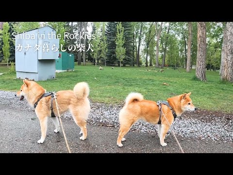 都会の公園でカナダグースと黒リスの大群に囲まれた柴犬の反応がこちらです [4K]
