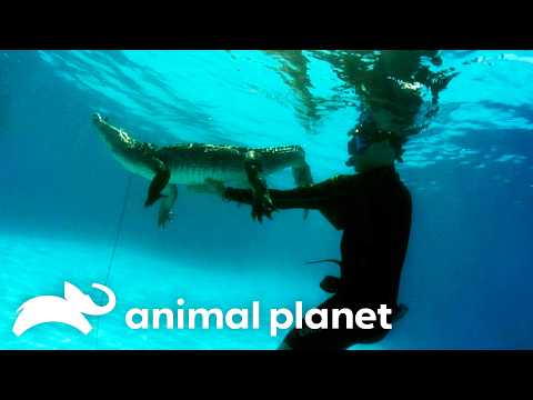 The Craziest Backyard Gators of Season 2 BONUS | Gator Boys | Animal Planet