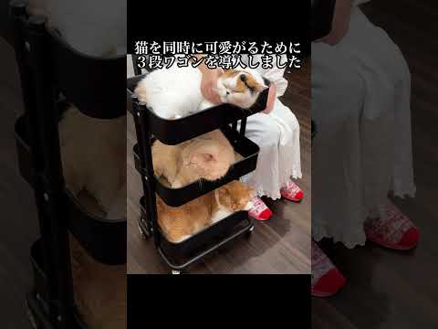 猫たちを同時に可愛がるのにIKEAの3段ワゴンがオススメです。#猫 #こねこ#子ネコ #好きな子猫 #ねこ #三毛猫 #猫のいる暮らし