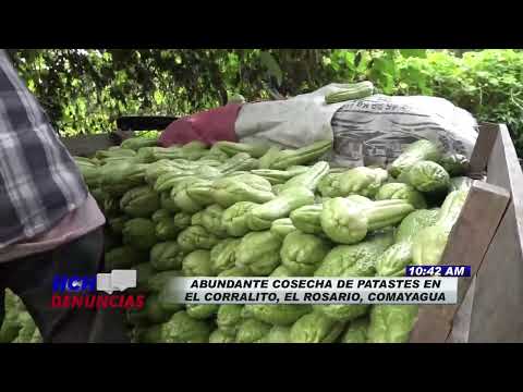 Abundante cosecha de pataste en El Corralito, El Rosario, Comayagua