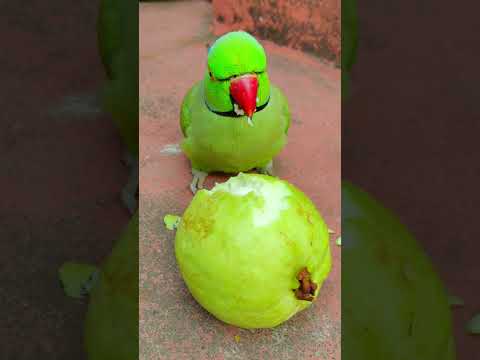 beautiful parrot eating show delicious 😋 fruit 🍓 #talkingparot #parrot #petbird #eatingshow