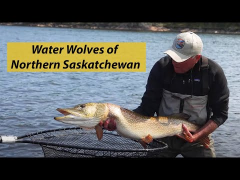 The Most Vicious Eats in Fresh Water