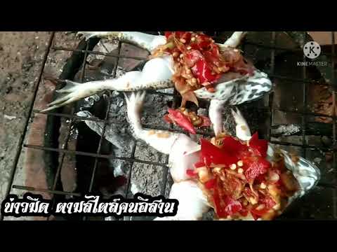 กบย่างเกลือยามเช้าสไตล์คนอีสาน กบย่างเกลือยามเช้าสไตล์คนอีสาน