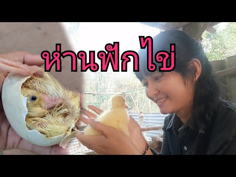 ห่านฟักไข่ลูกห่านไข่ห่านไข่นิ่