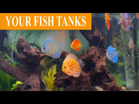 Some Recent Entries For Our Show Us Your Tanks Con Here are a couple of recent entries received for the contest.
Contest_ https_//fishtanks.wattleydisc