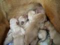 BullDoggiez