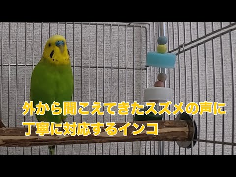 スズメの声に丁寧に対応したと思ったら寝ながらおしゃべりするインコ【セキセイインコ】