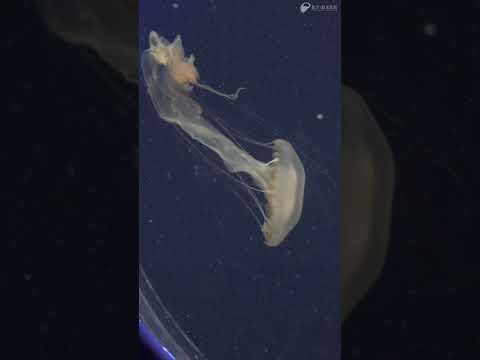 ＜えのすい生まれ＞ インドネシアンシーネットル