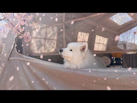 Our <strong>Fluffy</strong> Rooster Wakes Up the Entire Campsite