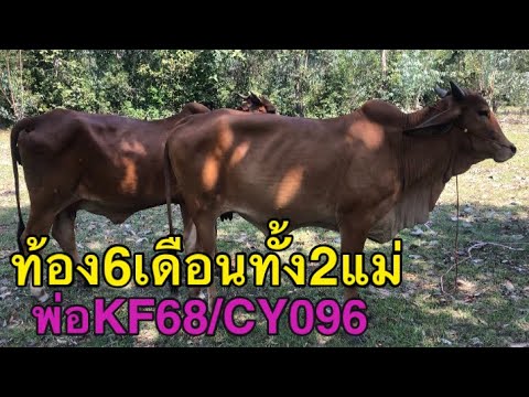 แม่ท้อง6เดือนทั่ง2แม่-ผสมพ่อKF แม่ท้อง6เดือนทั่ง2แม่-ผสมพ่อKF