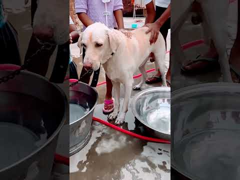 Aaj hum nahaile bani😁😁😁 #comedy #funny #bhojpuri #love #youtube #trending #viral #youtubeshorts