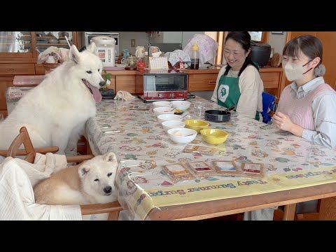 柴犬あいちゃんの夏の料理教室：待ちきれないかわいい姿に癒されよう サムネイル